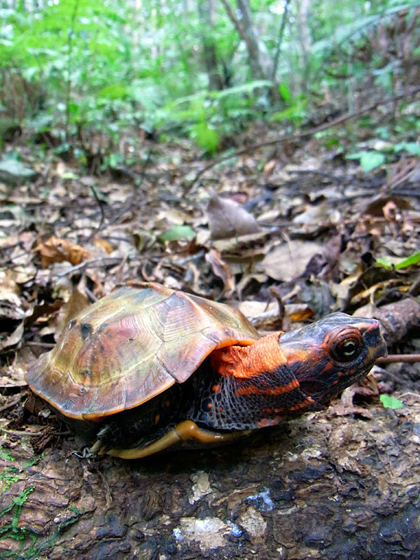 リュウキュウヤマガメ リュウキュウヤマガメ