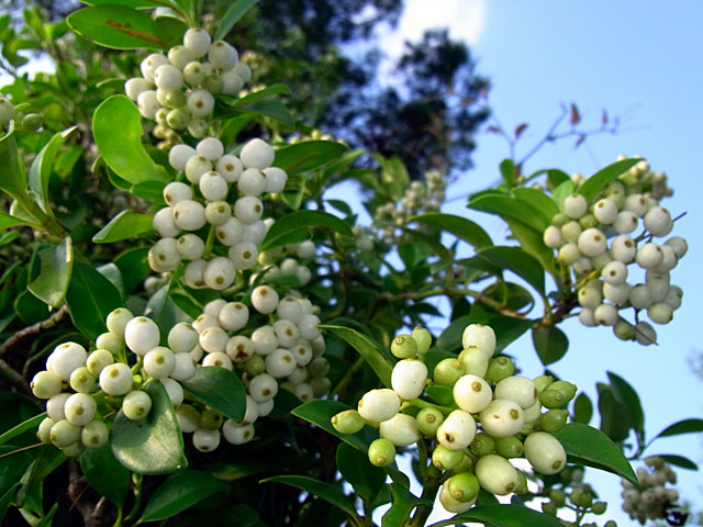 シラタマカズラ シラタマカズラ