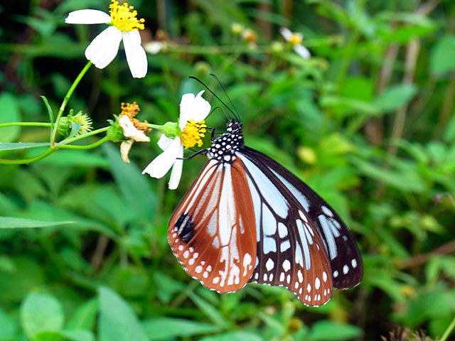 アサギマダラ アサギマダラ