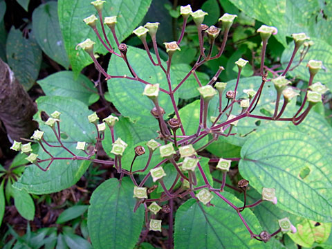 ハシカンボク ハシカンボク