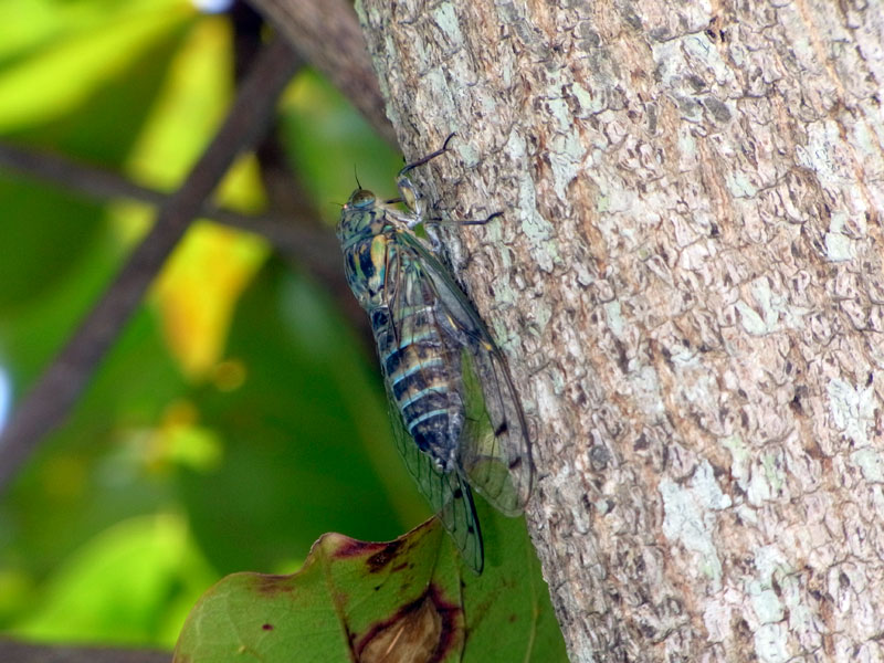 クロイワツクツク雄 クロイワツクツク雄