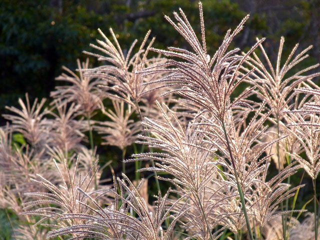 ススキ? ススキ?