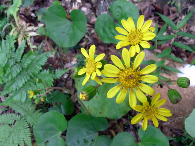 ツワブキ ツワブキ