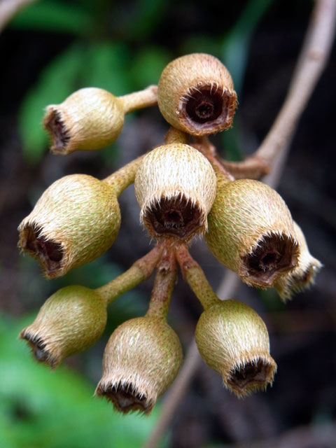 ノボタン実 ノボタン実