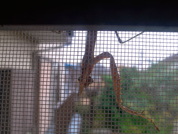 カマキリ カマキリ