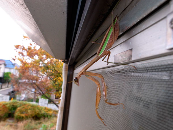 カマキリ カマキリ