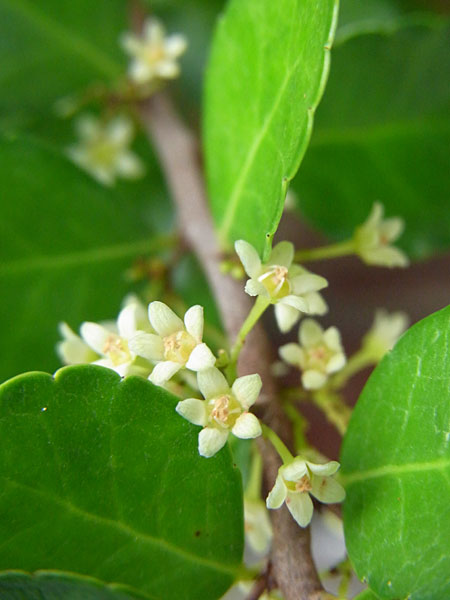 ハリツルマサキ花 ハリツルマサキ花