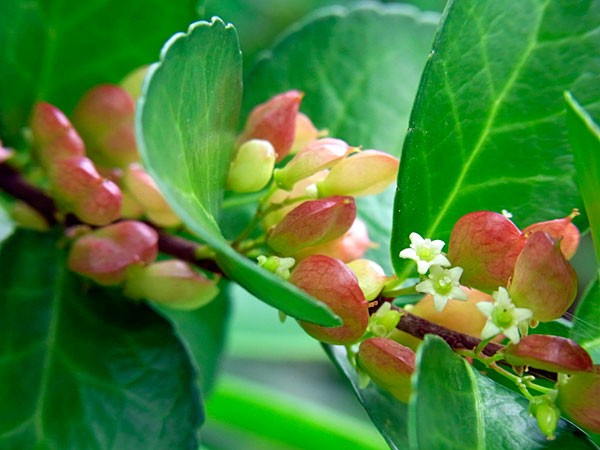 ハリツルマサキ実 ハリツルマサキ実