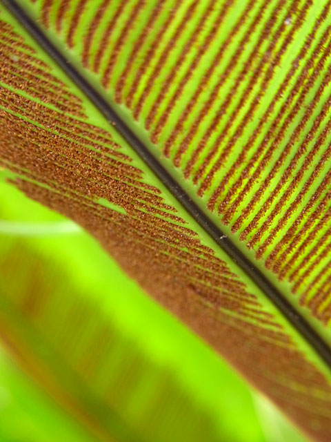 オオタニワタリ胞子 オオタニワタリ胞子