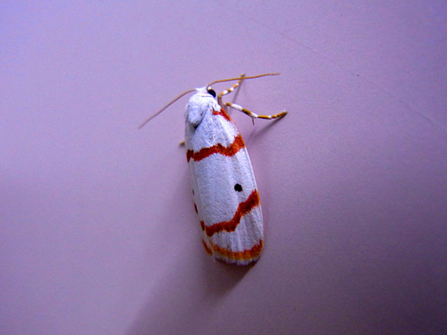 アカスジシロコケガ アカスジシロコケガ