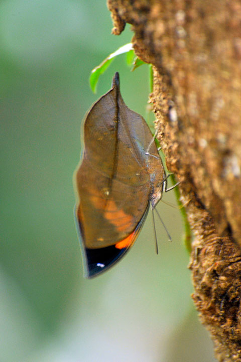 コノハチョウ コノハチョウ