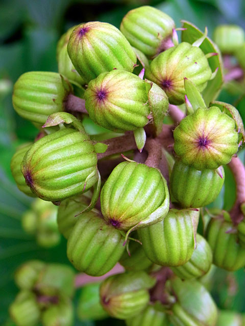 ツワブキ蕾 ツワブキ蕾
