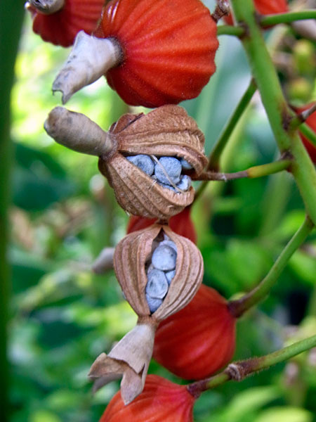 ゲットウ実 ゲットウ実