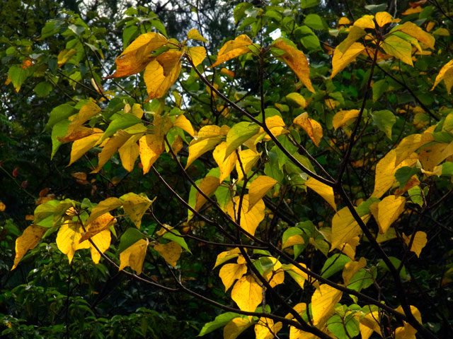 アカメガシワ黄葉 アカメガシワ黄葉
