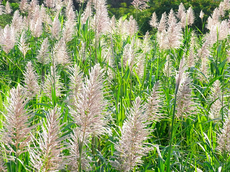 サトウキビ花穂