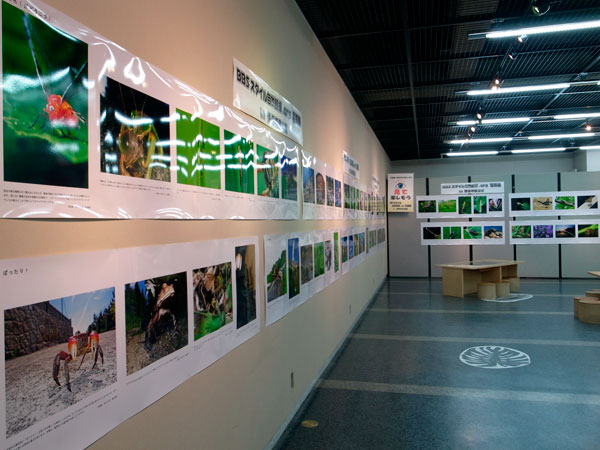 伊丹市昆虫館写真展