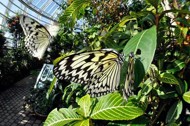 オオゴマダラ求愛