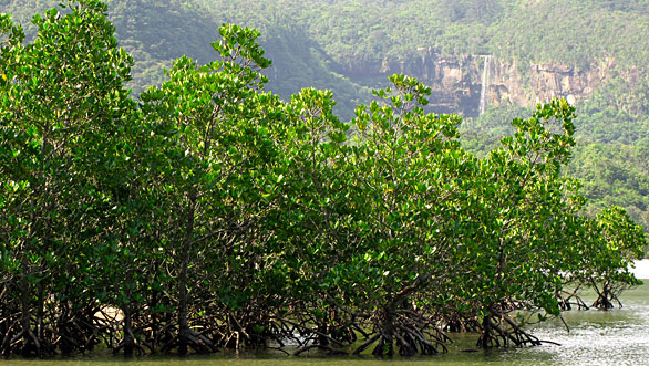 ヤエヤマヒルギとピナイサーラ滝