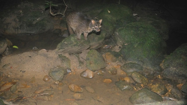 イリオモテヤマネコ