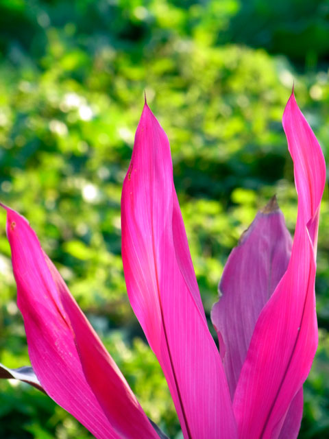 センネンボクの一種