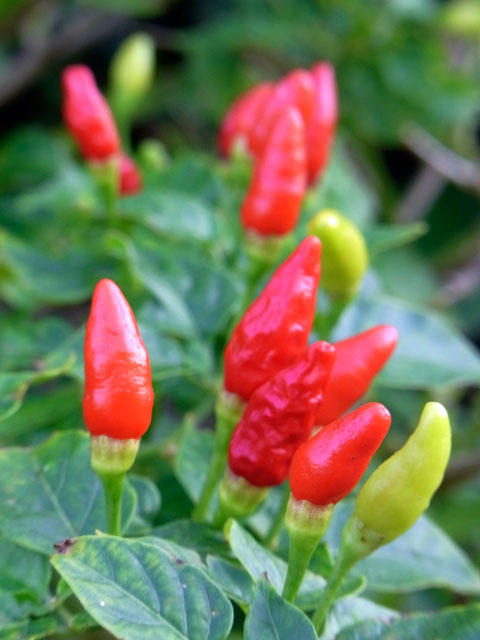 シマトウガラシ