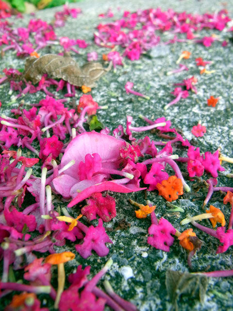 ランタナ落花