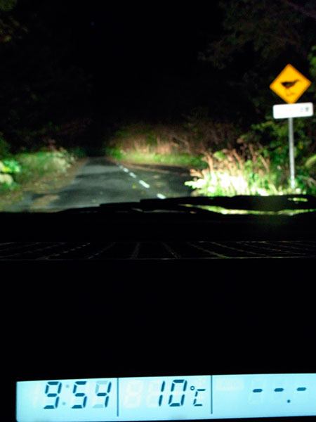 夜の林道