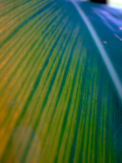 ゲットウ（栽培種）