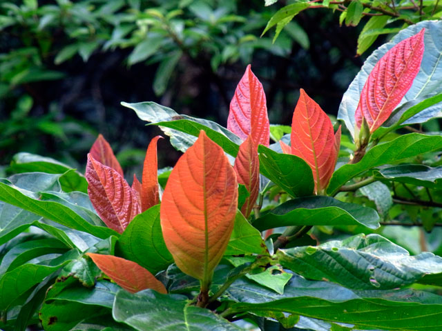 オオバイヌビワ