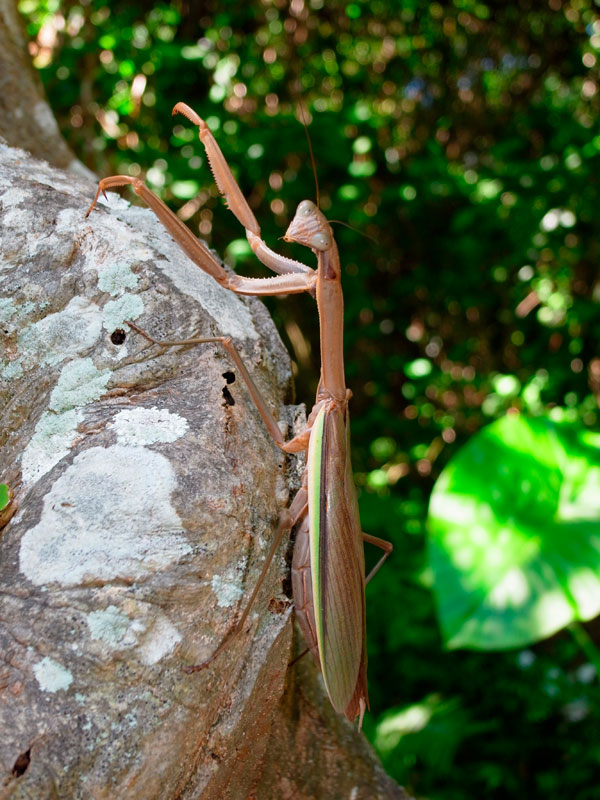 オキナワオオカマキリ雌
