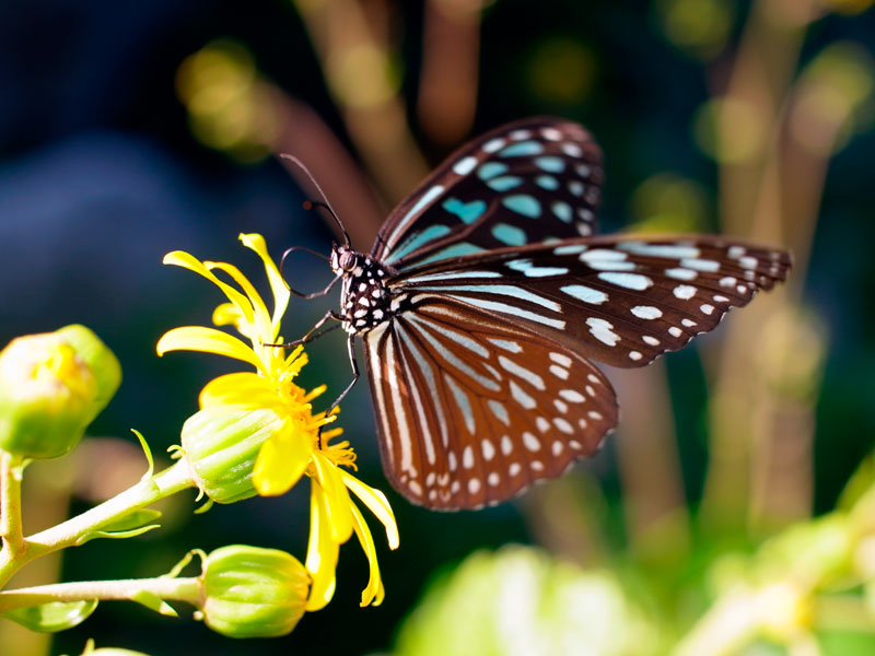 リュウキュウアサギマダラ