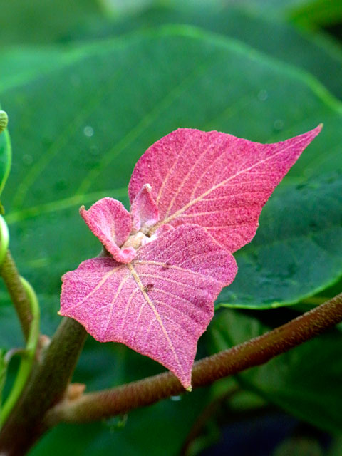 アカメガシワ新芽