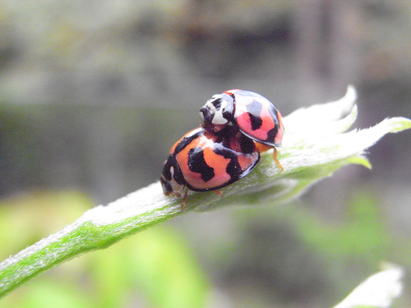 ダンダラテントウ・ペア