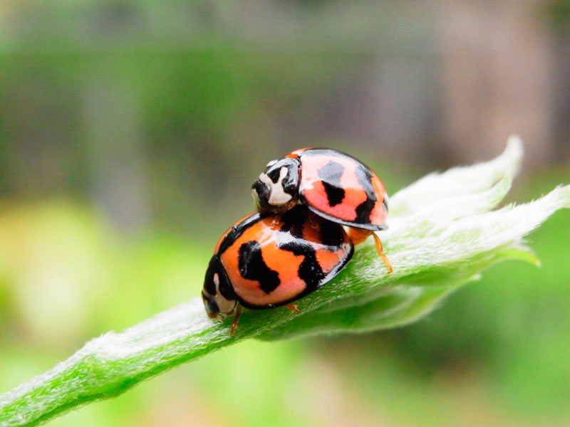 ダンダラテントウ・ペア