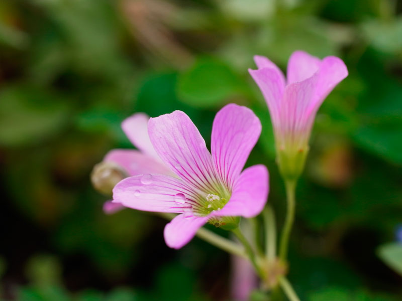 ムラサキカタバミ