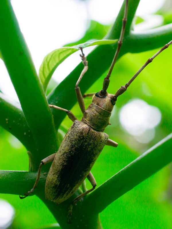 オキナワキボシカミキリ？