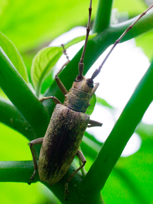 オキナワキボシカミキリ？