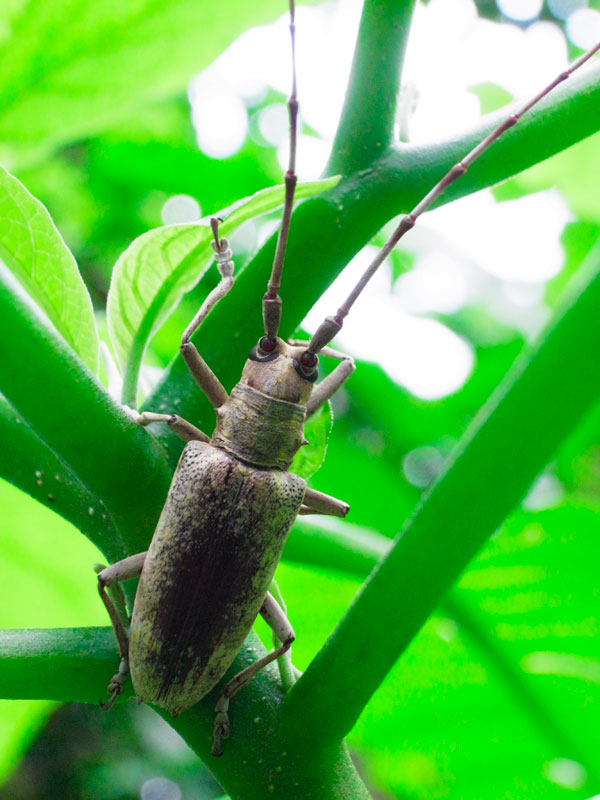 オキナワキボシカミキリ？