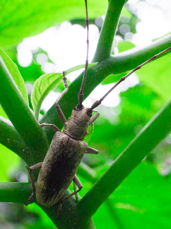 オキナワキボシカミキリ？