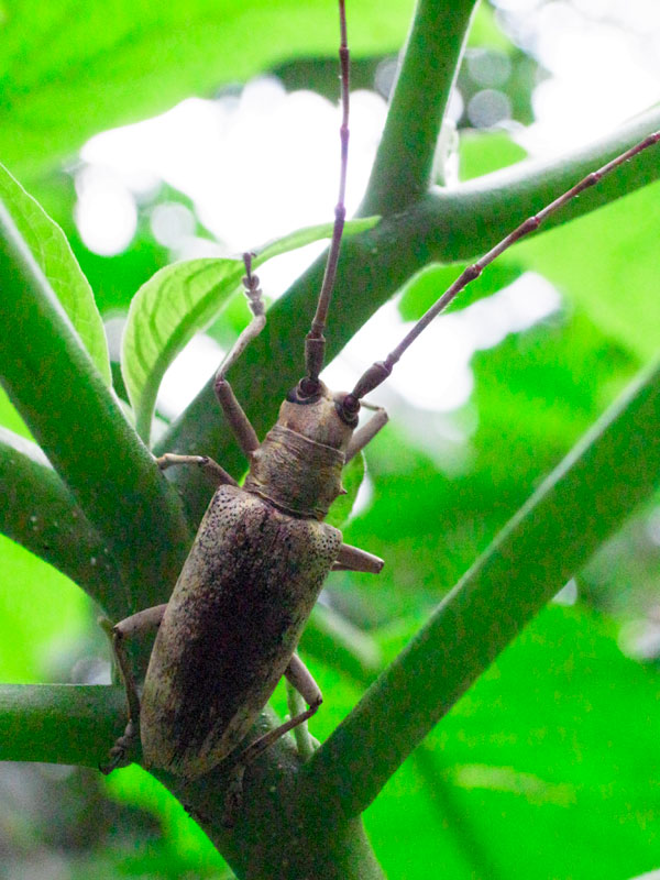 オキナワキボシカミキリ？