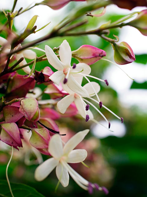 ショウロクサギ