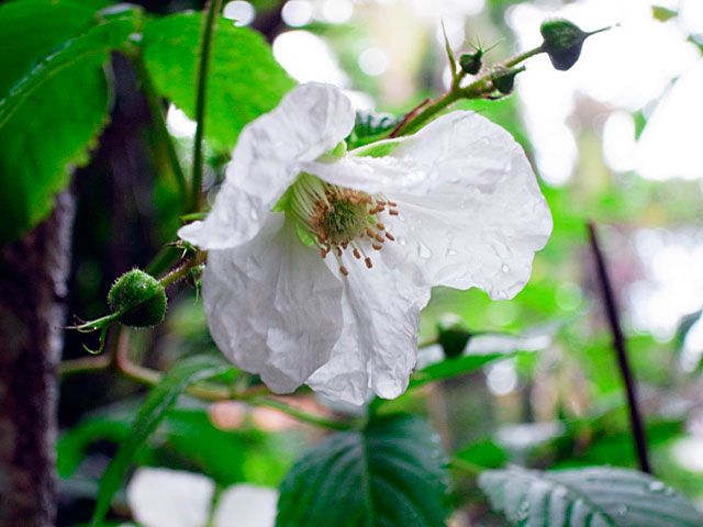 リュウキュウイチゴ