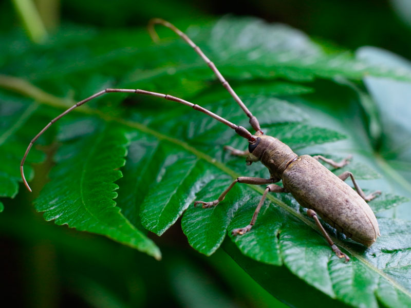 オキナワキボシカミキリ♂