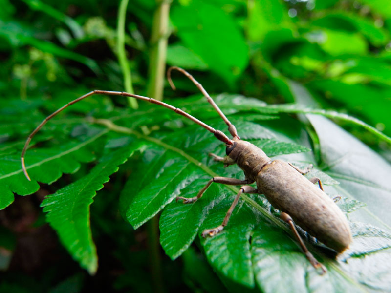 オキナワキボシカミキリ♂