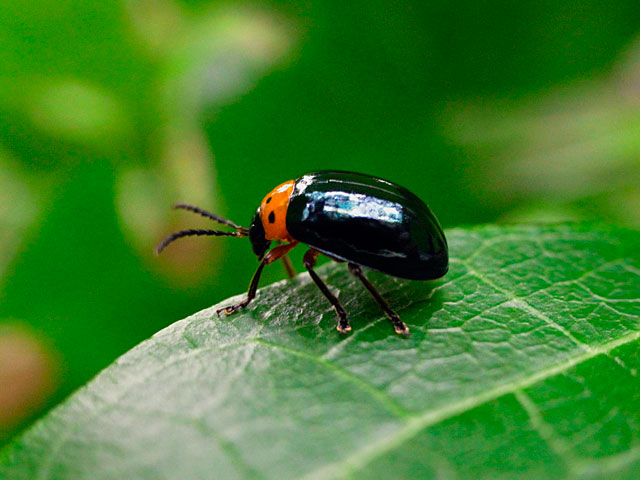 オキナワイチモンジハムシ