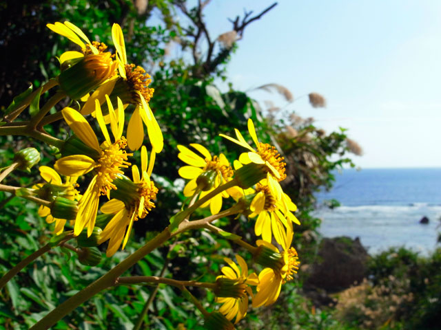ツワブキの花と海