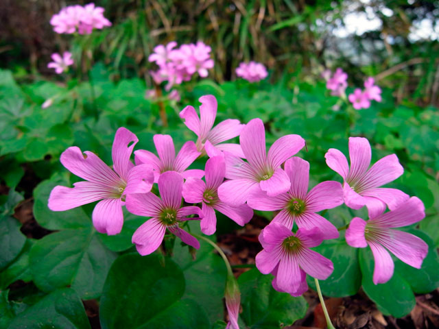 ムラサキカタバミ