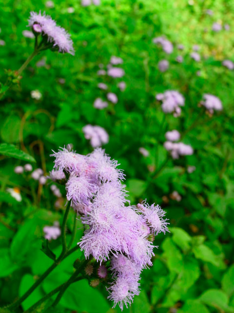 ムラサキカッコウアザミ