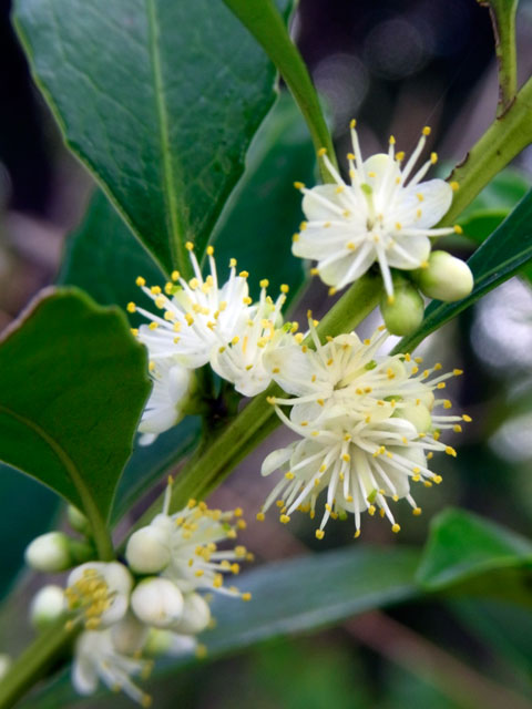 ナカハラクロキ花