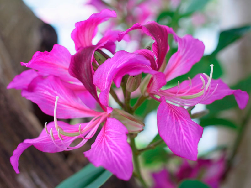 フイリソシンカ花